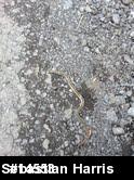 Eastern Gartersnake