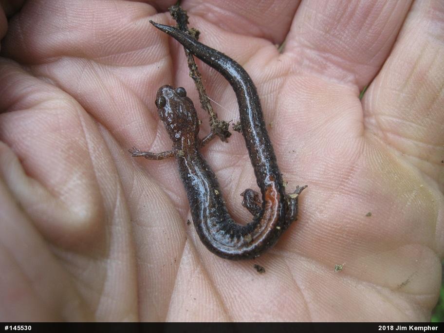 Eastern Red-backed  Salamander