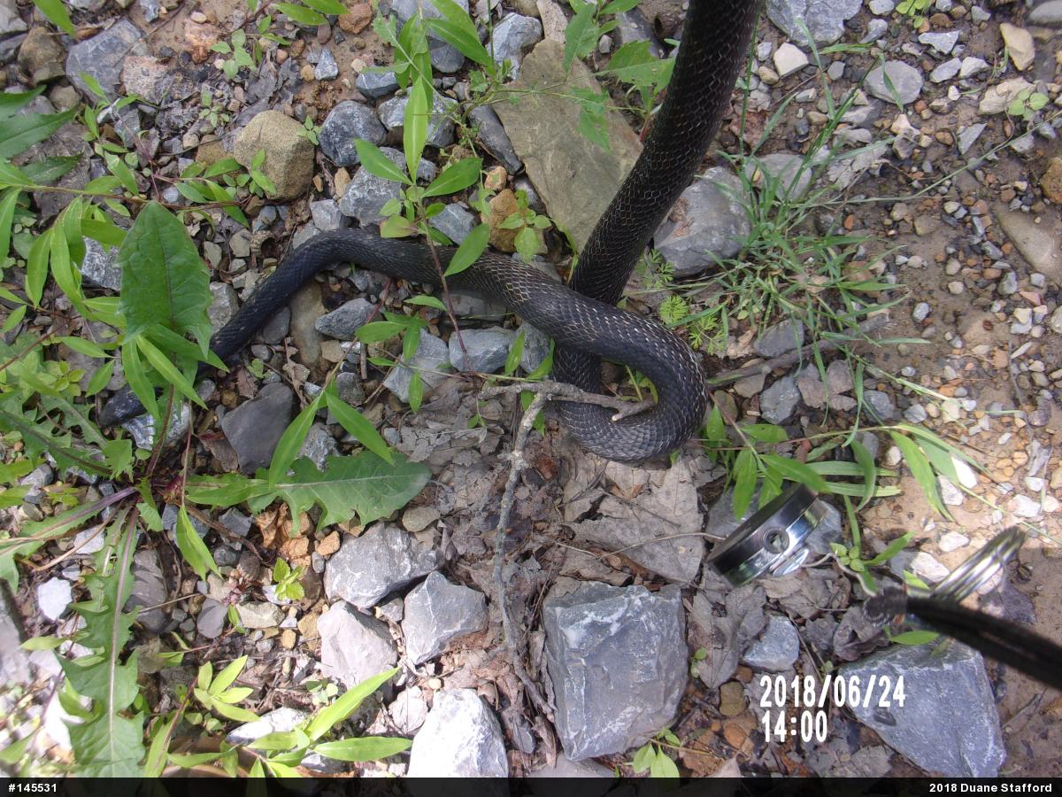 Eastern Ratsnake