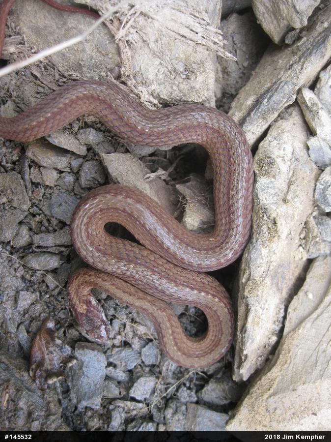 Red-bellied Snake