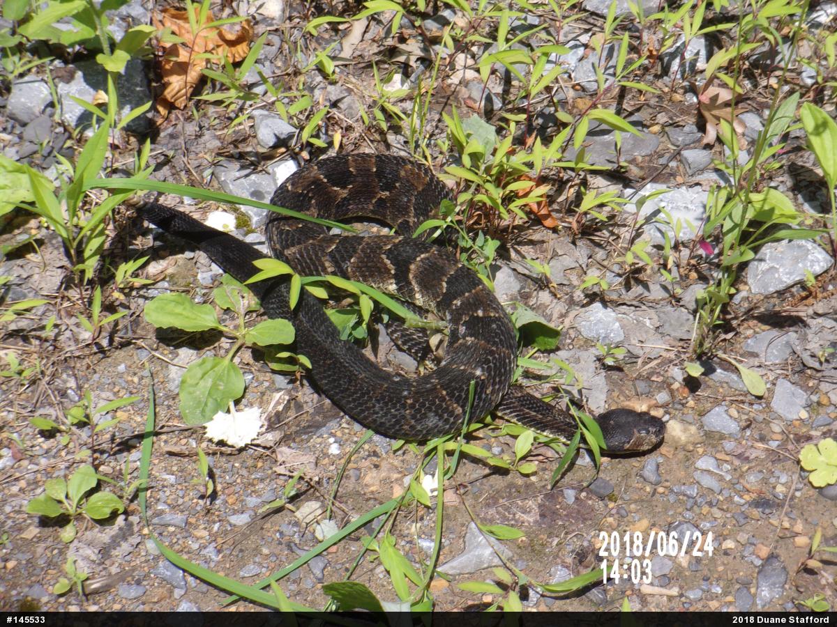 Timber Rattlesnake