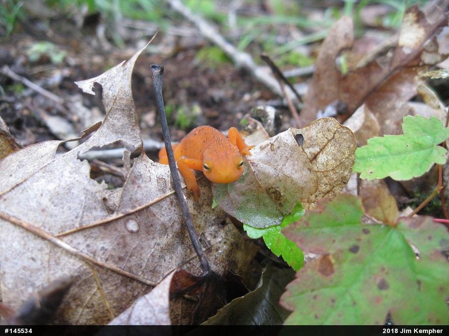 Red-spotted Newt