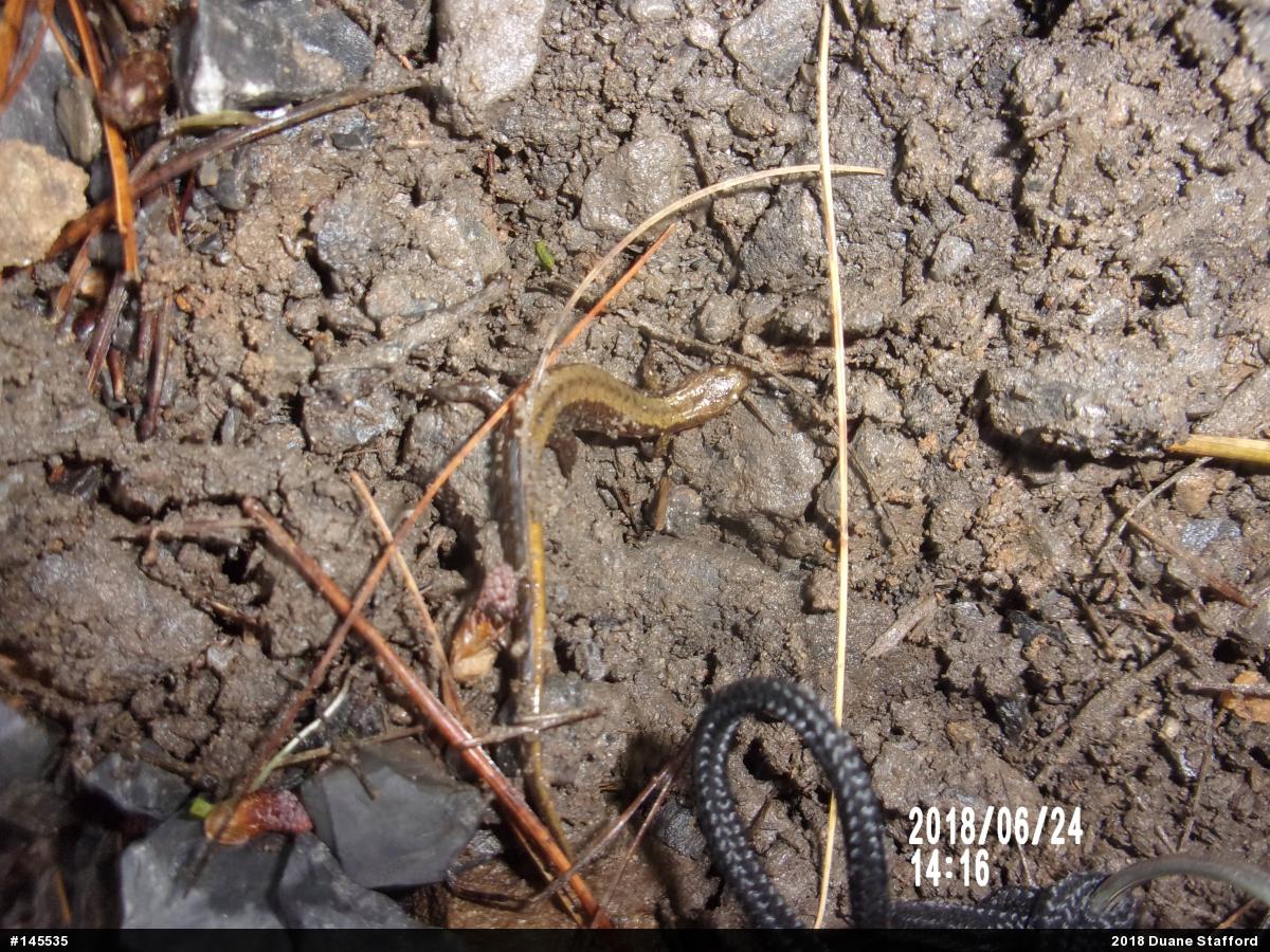 Allegheny Mountain Dusky Salamander