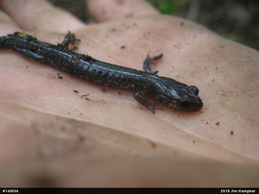 Wehrle's Salamander