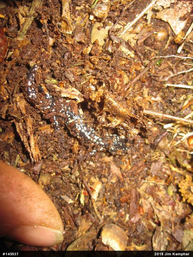 Northern Slimy Salamander