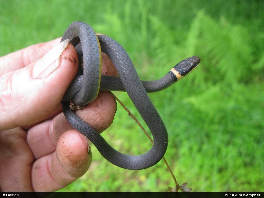 Northern Ring-necked Snake