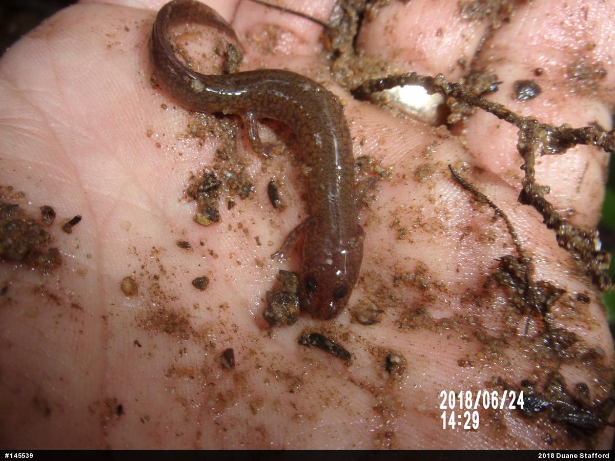 Northern Spring Salamander