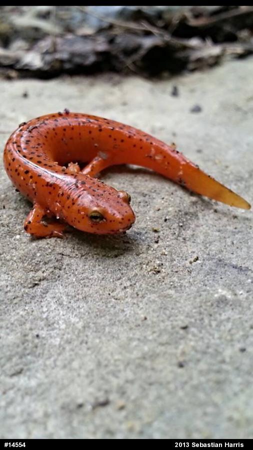 Northern Red Salamander