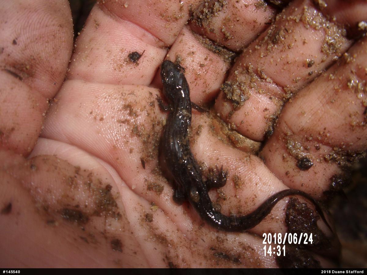 Allegheny Mountain Dusky Salamander