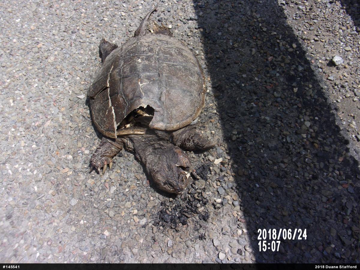 Snapping Turtle