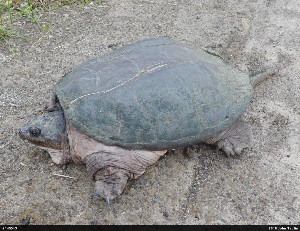 Snapping Turtle