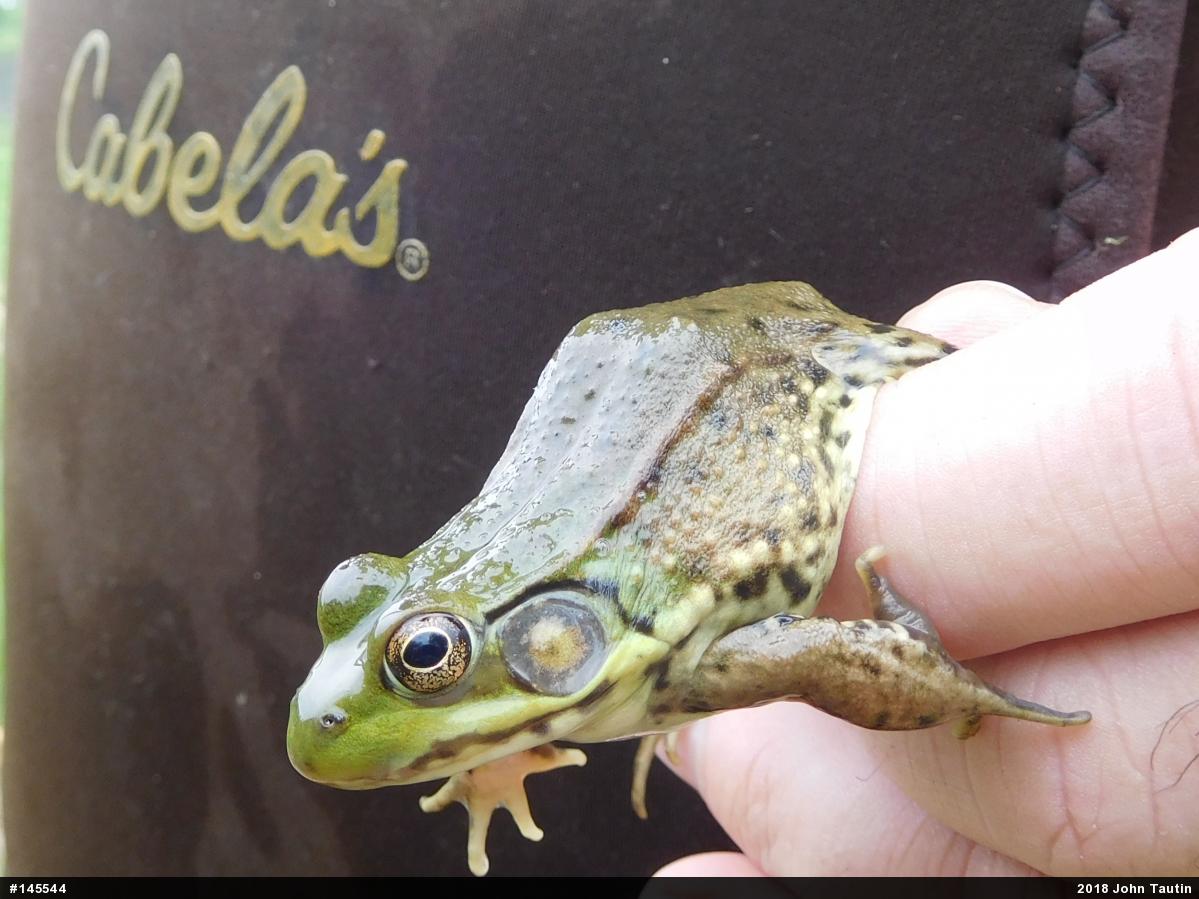 Green Frog