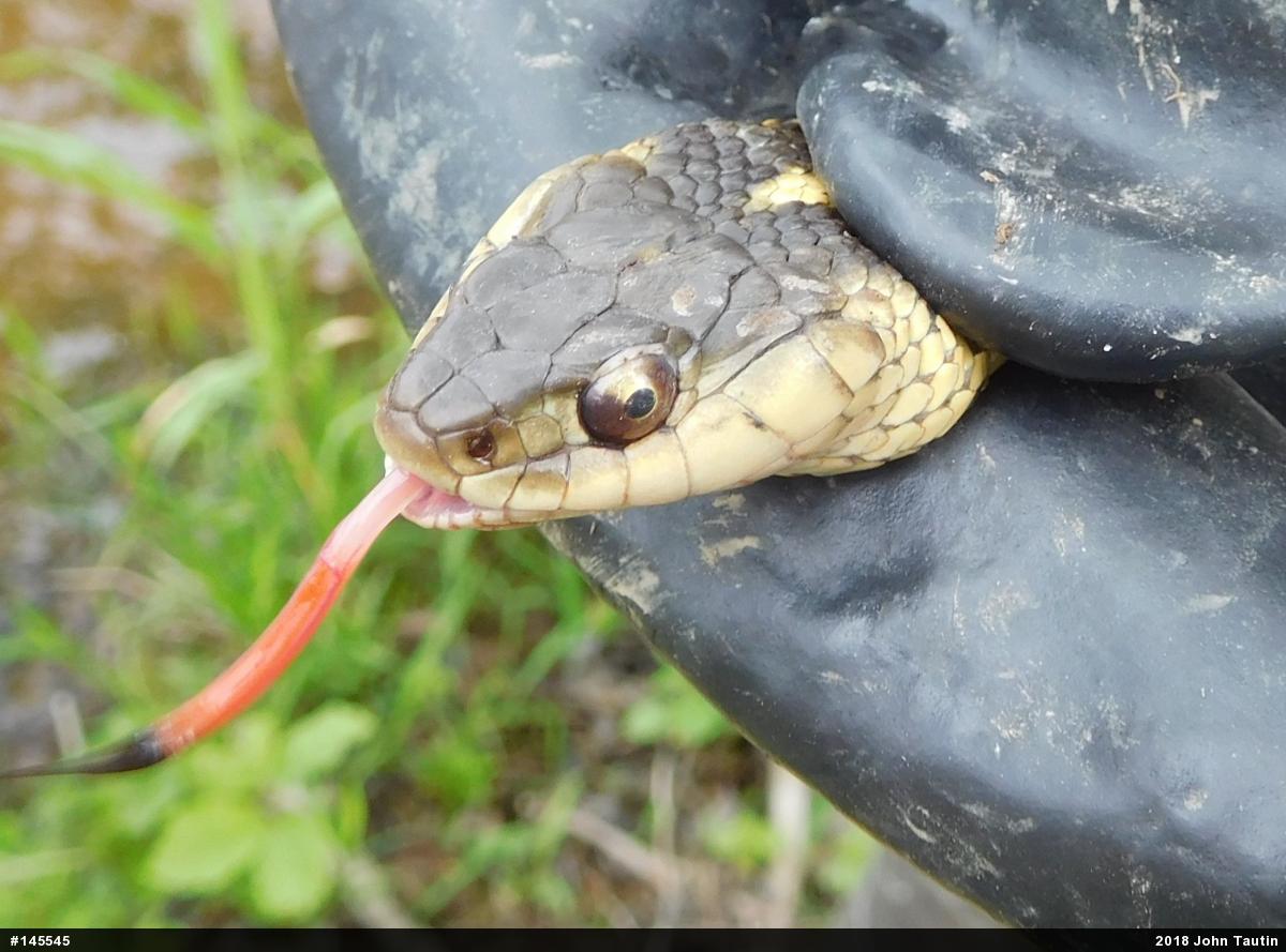 Eastern Gartersnake