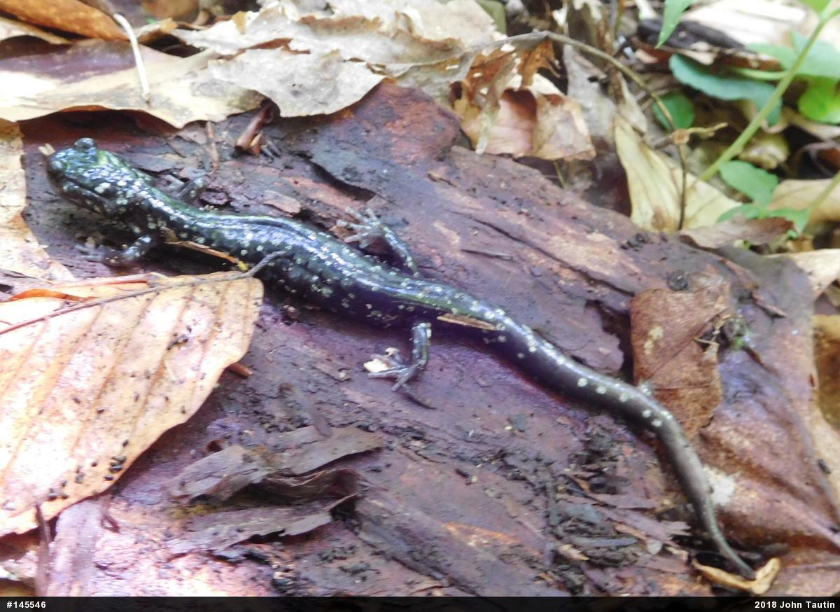 Northern Slimy Salamander