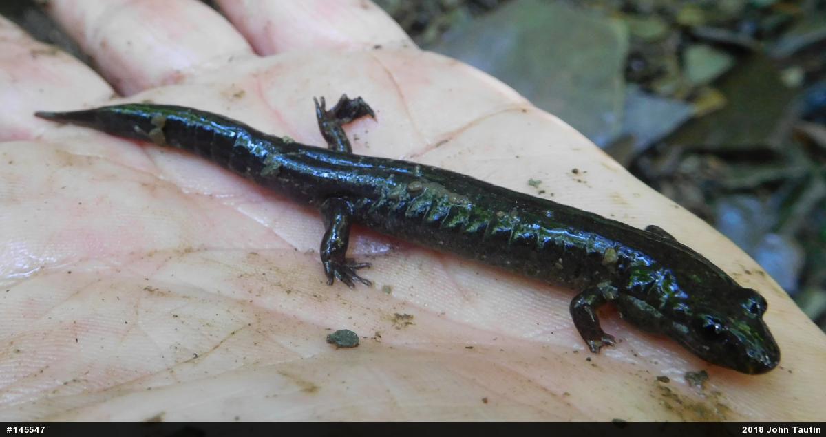 Northern Dusky Salamander