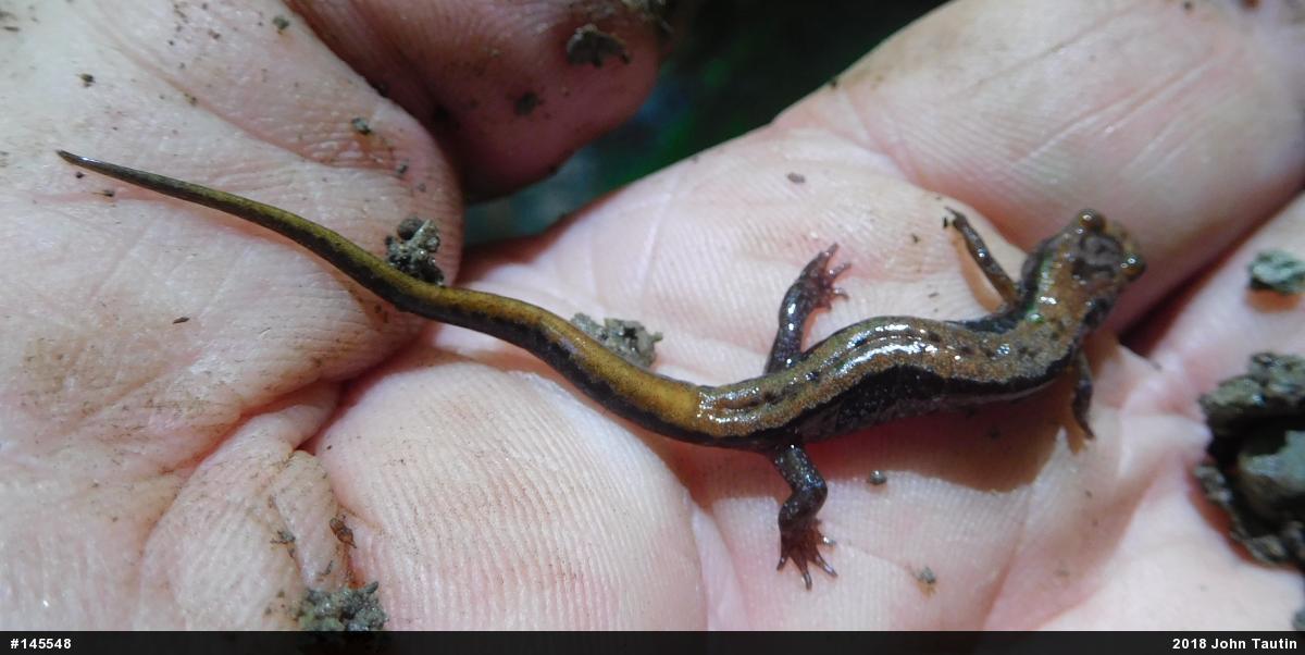 Allegheny Mountain Dusky Salamander