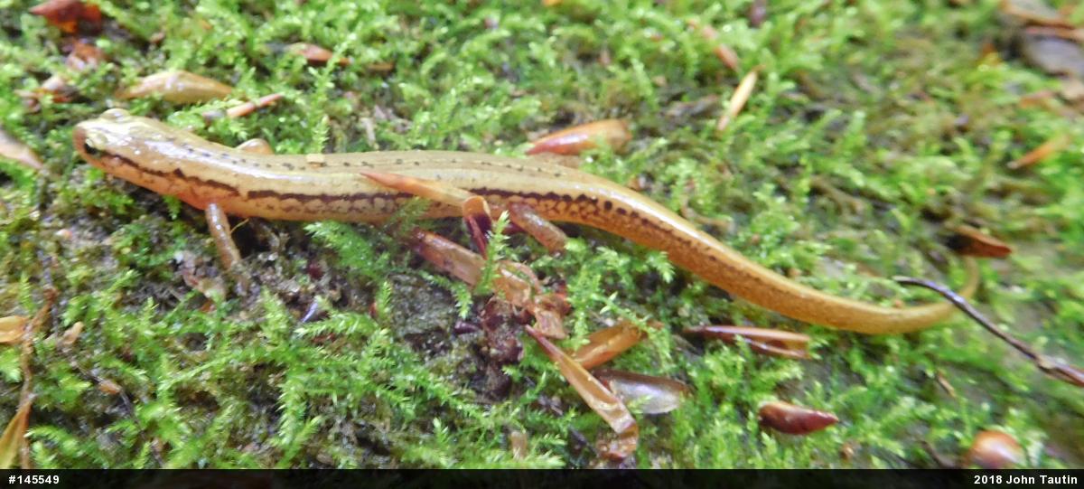 Northern Two-lined Salamander