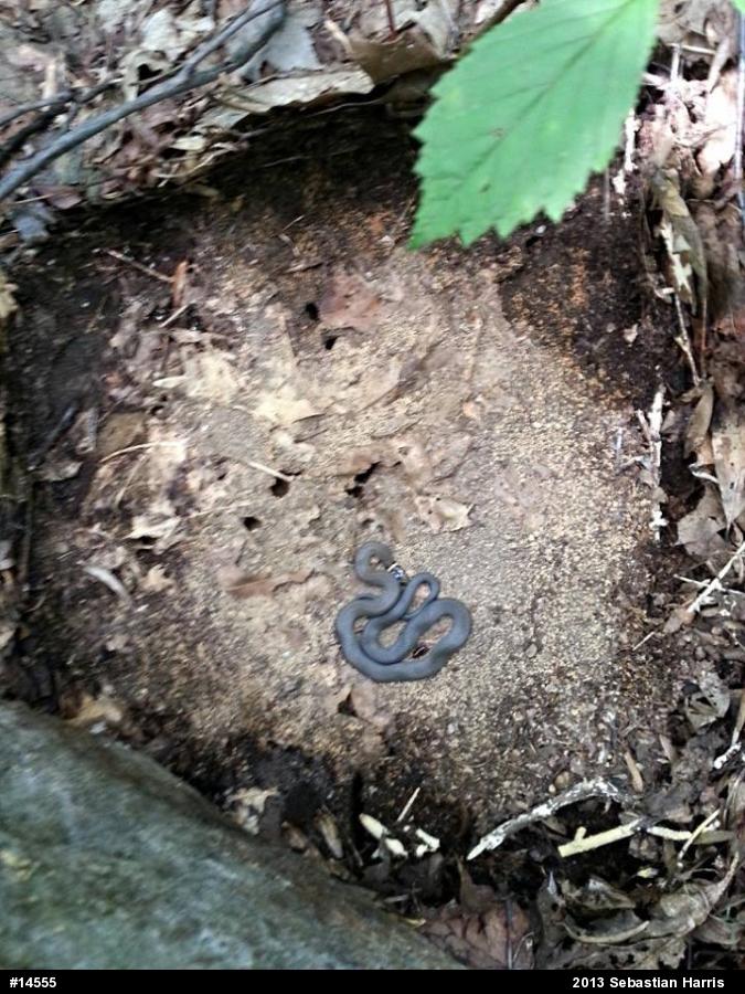 Northern Ring-necked Snake