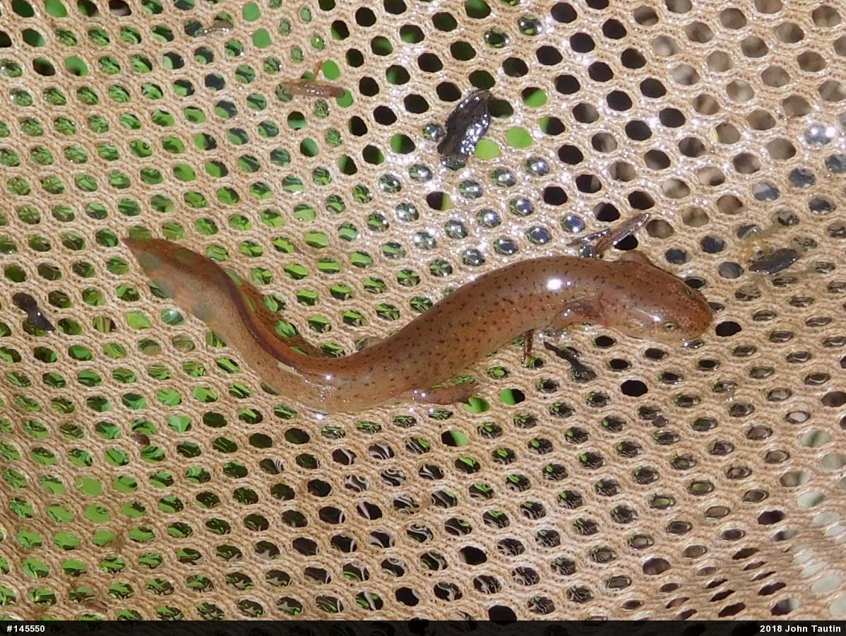 Northern Red Salamander