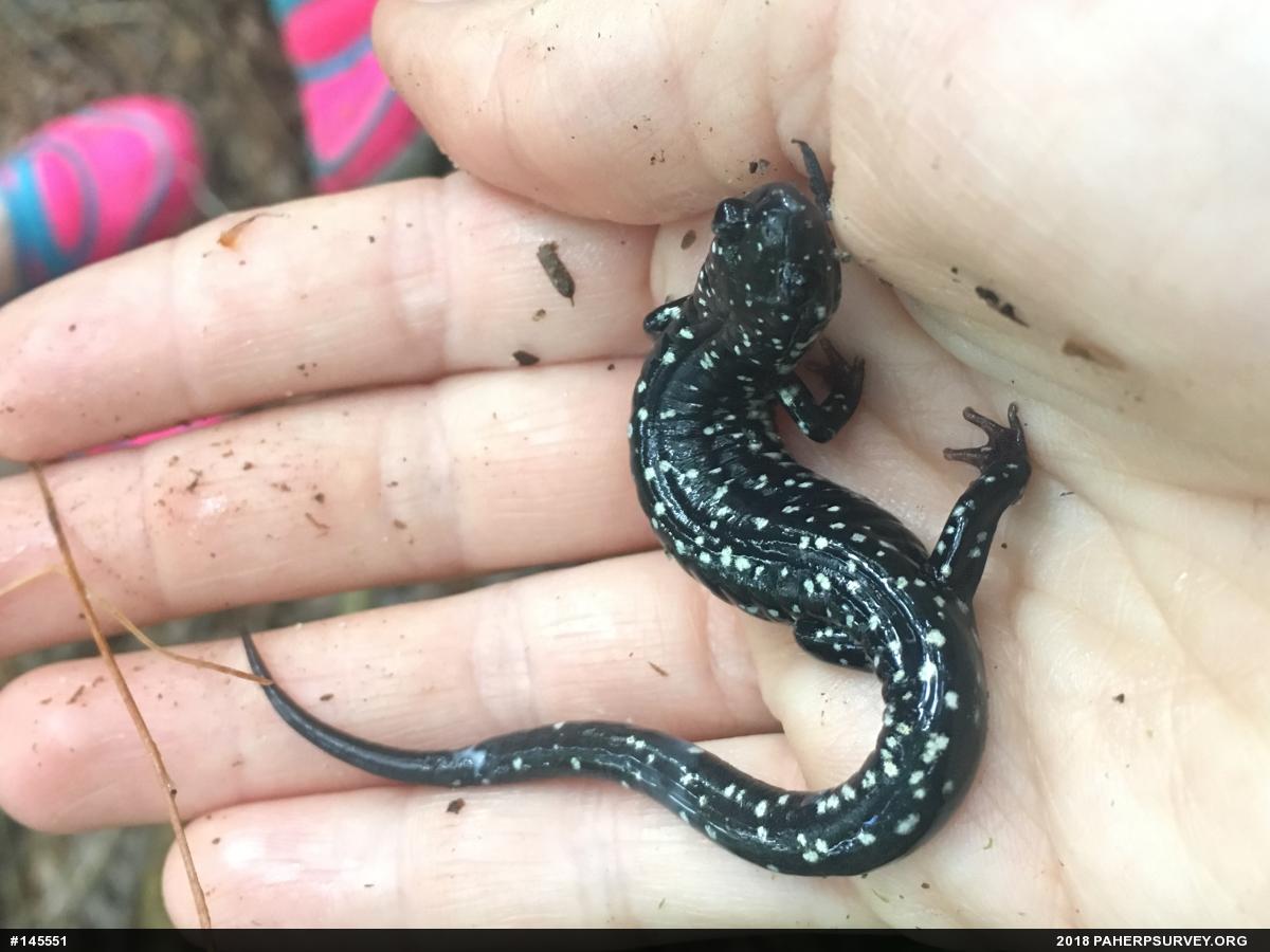 Northern Slimy Salamander