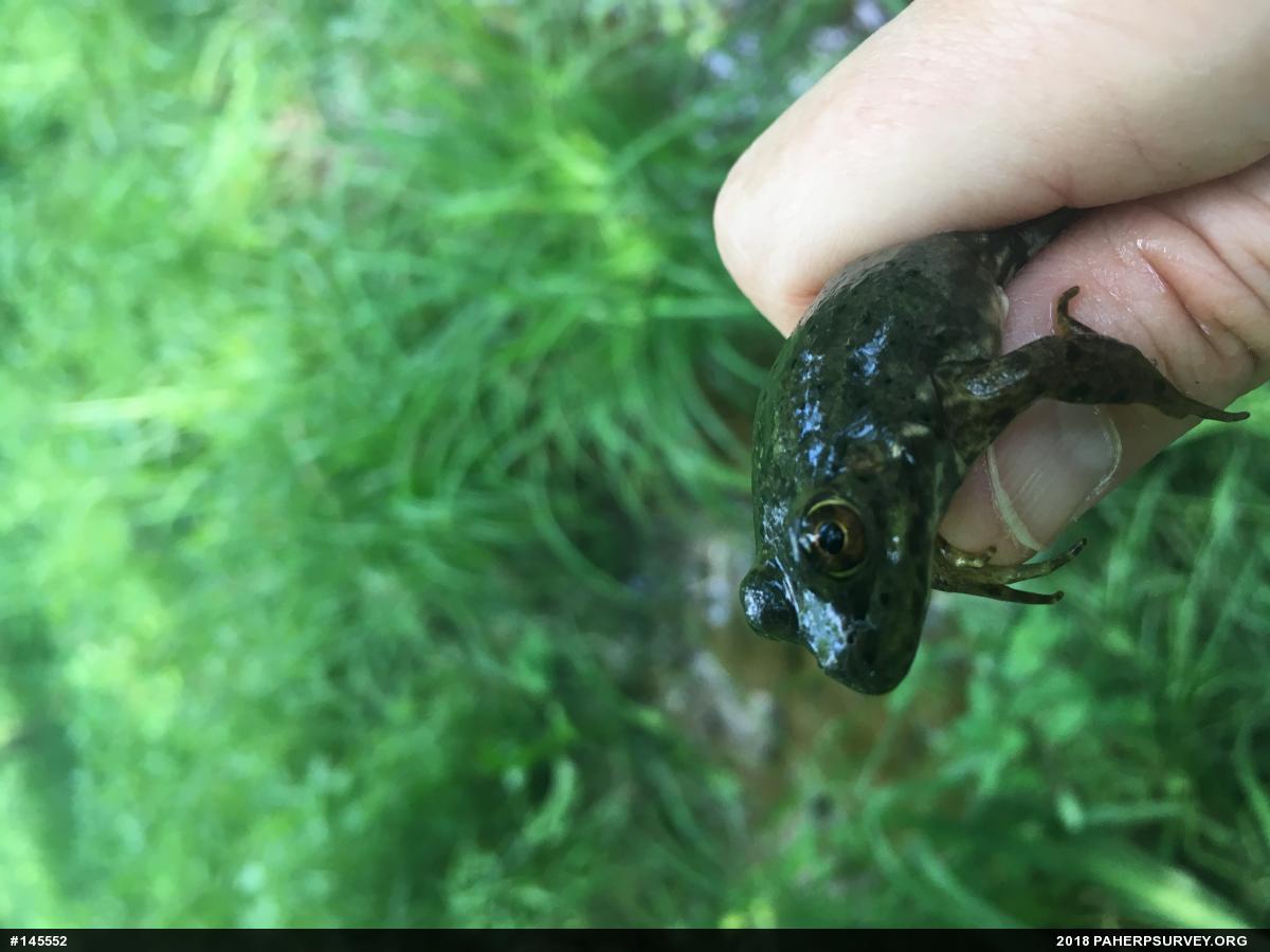 American Bullfrog