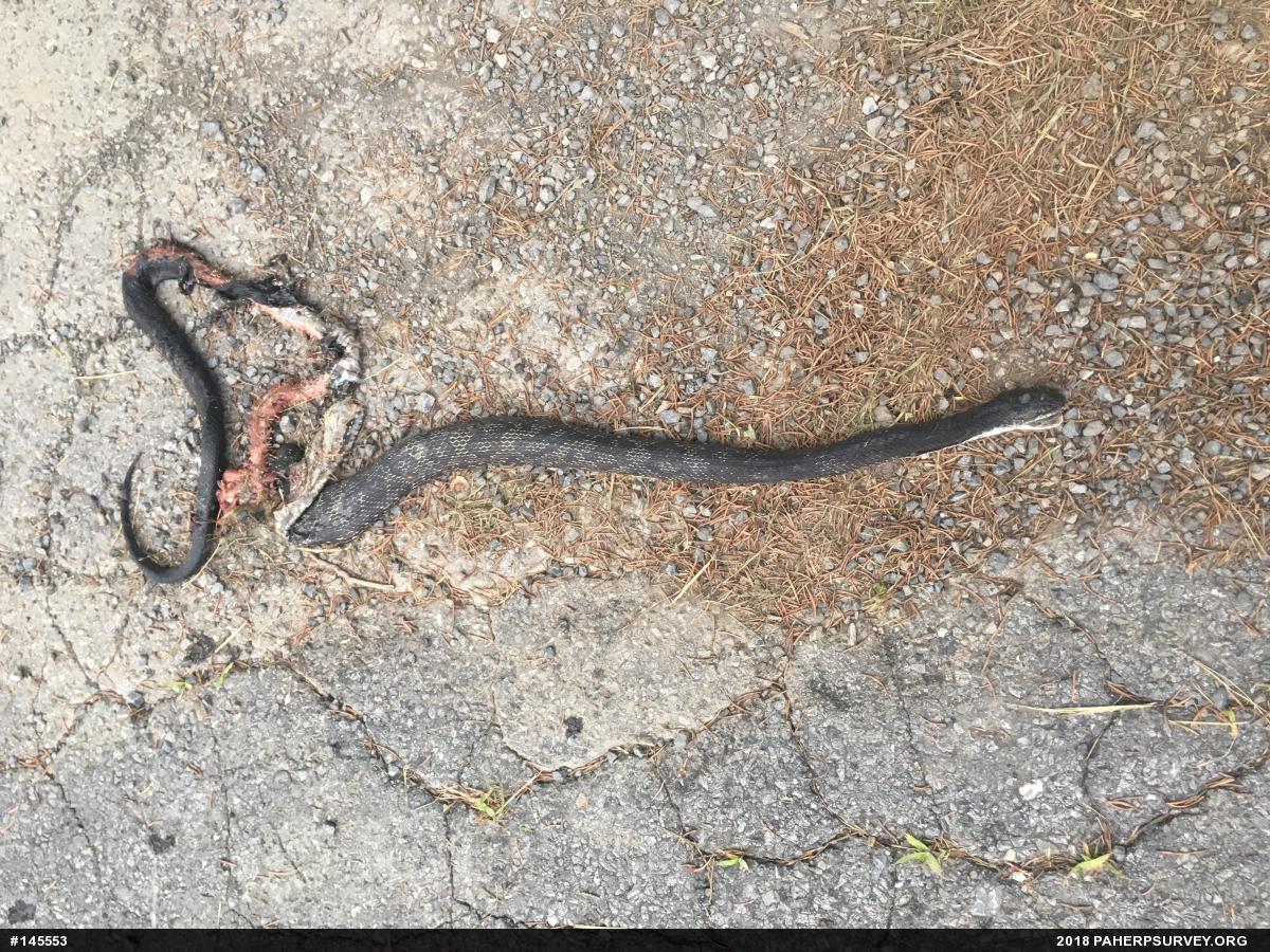 Eastern Ratsnake
