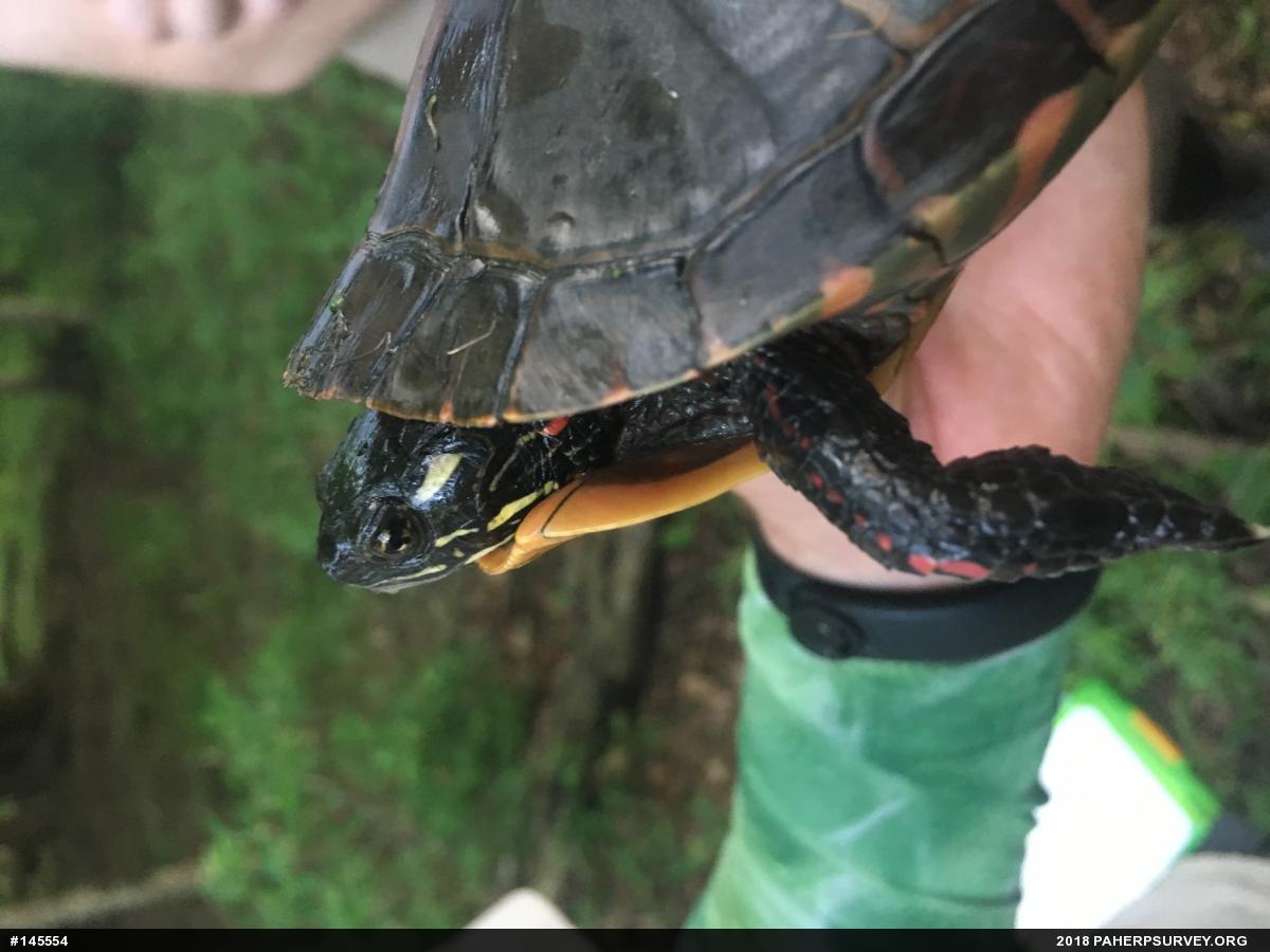 Painted Turtle