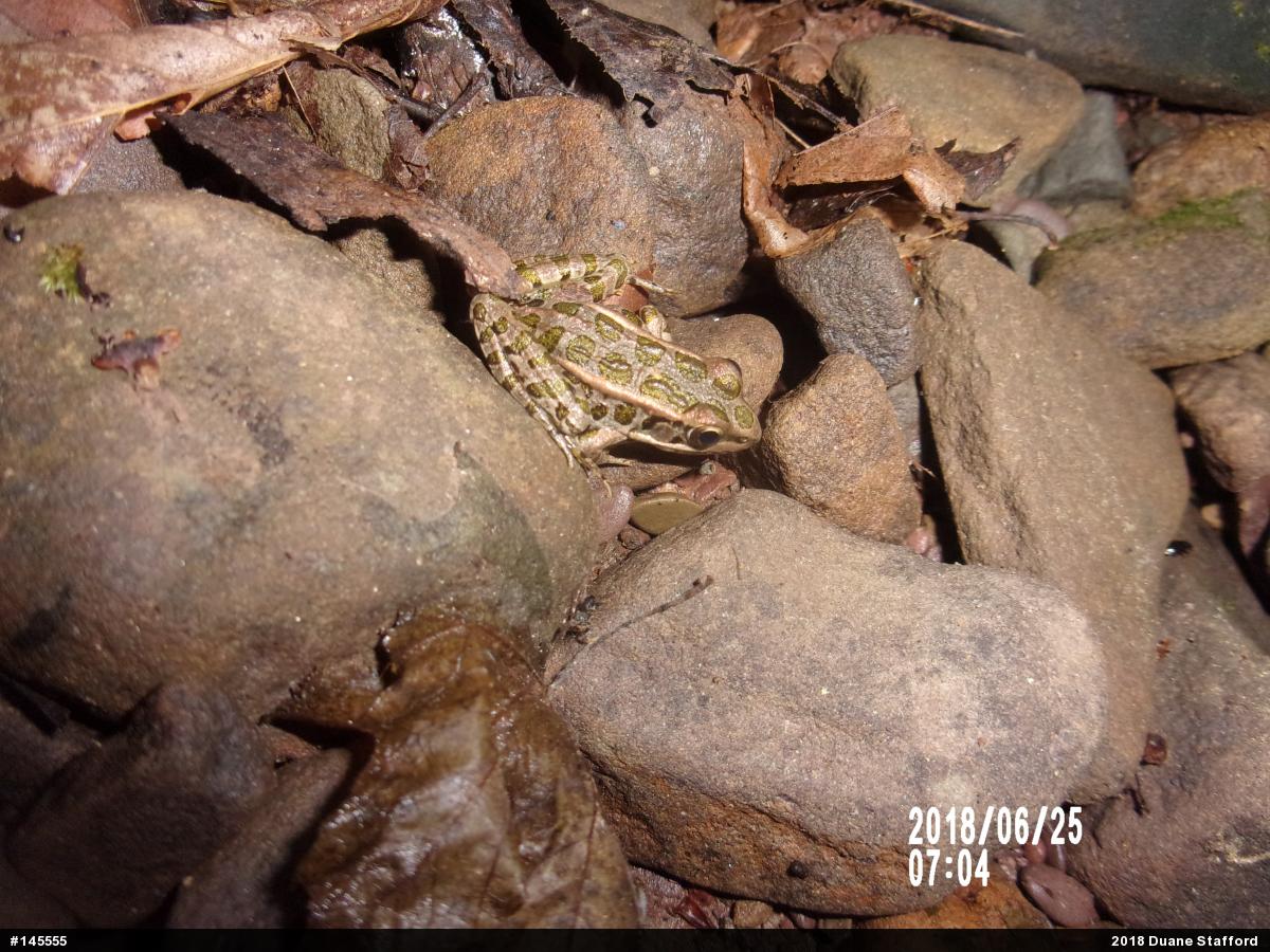 Pickerel Frog