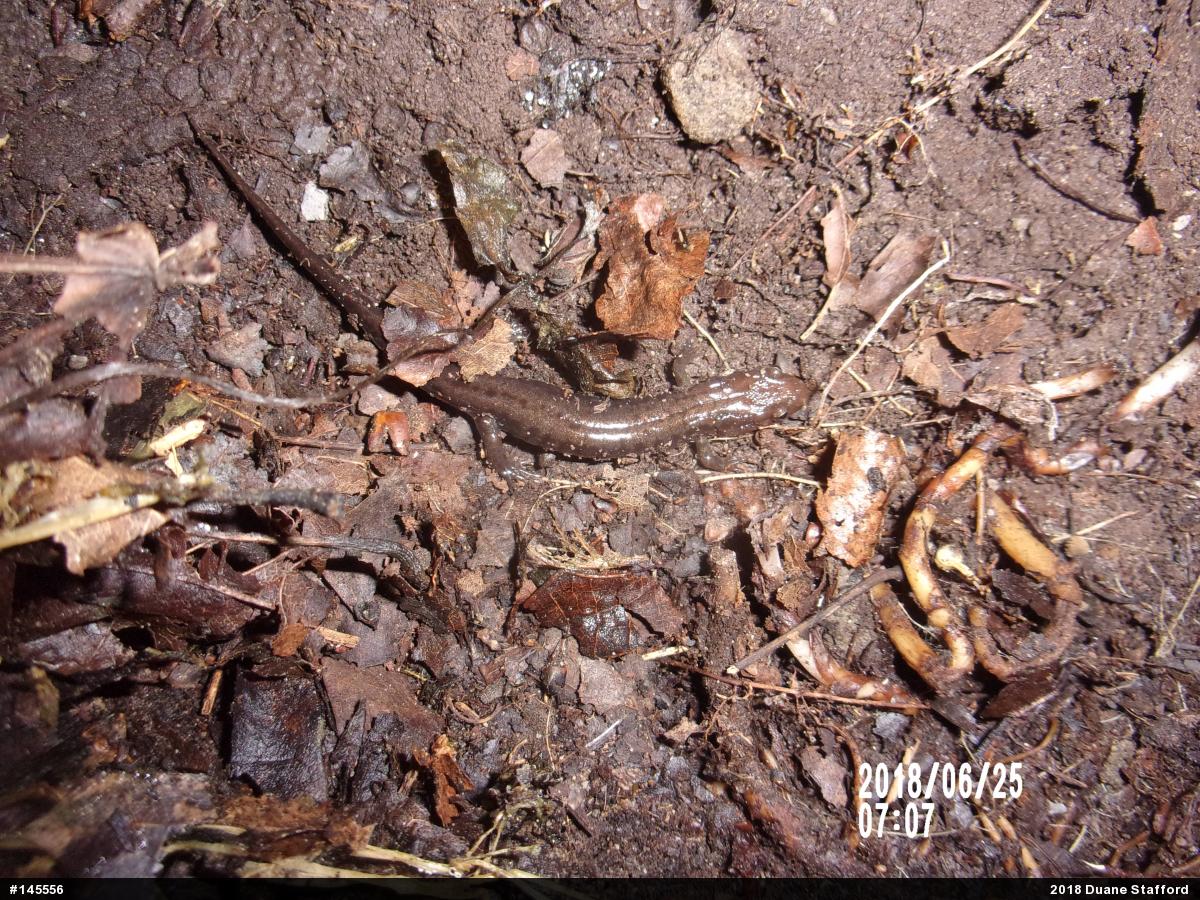 Allegheny Mountain Dusky Salamander