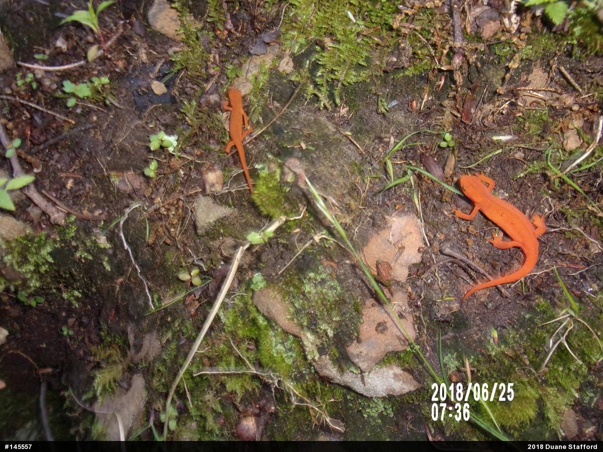 Red-spotted Newt