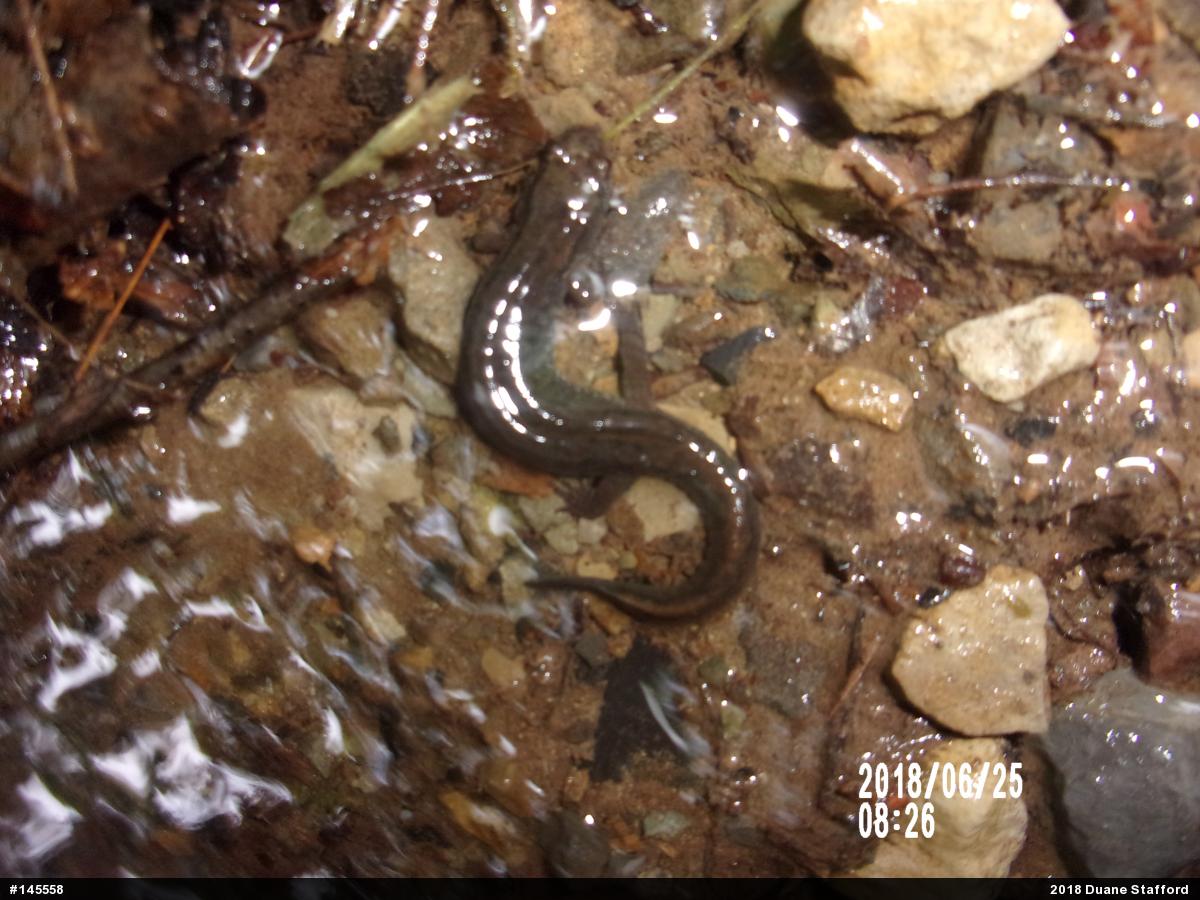Northern Dusky Salamander