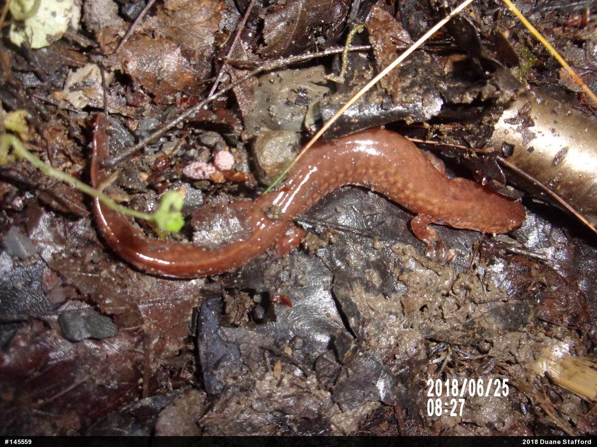 Northern Spring Salamander