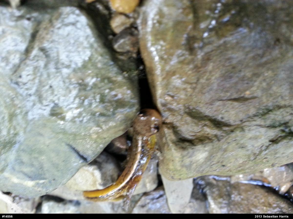 Northern Two-lined Salamander