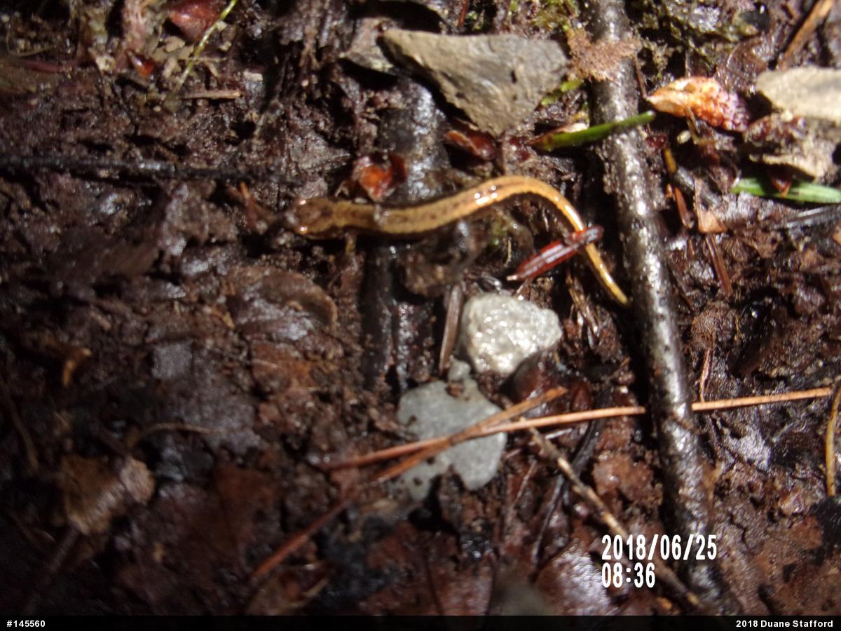 Allegheny Mountain Dusky Salamander