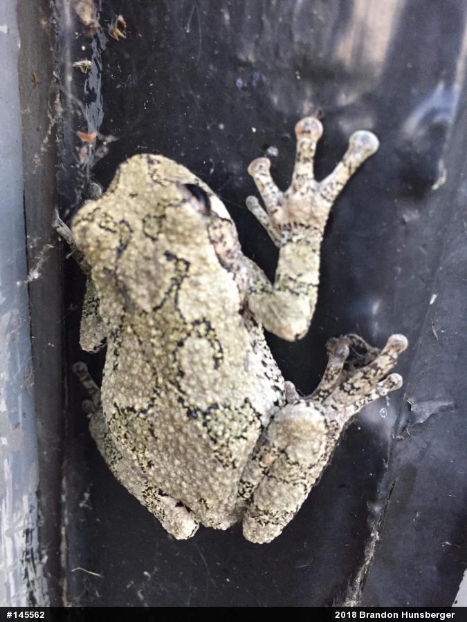 Unknown Gray Treefrog