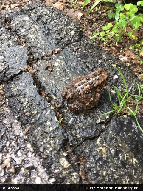 Eastern American Toad