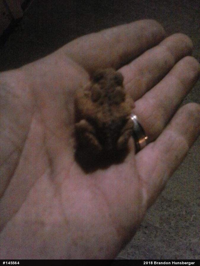 Eastern American Toad