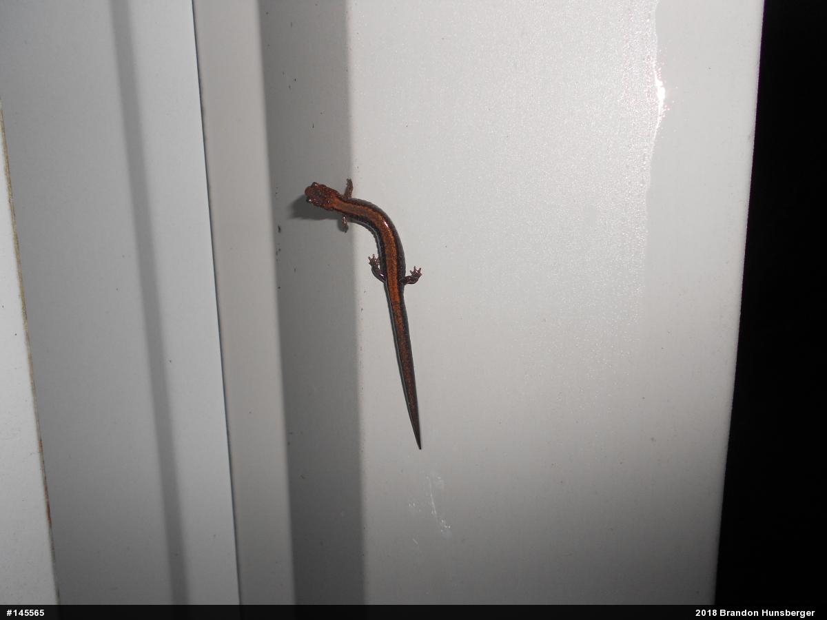 Eastern Red-backed  Salamander