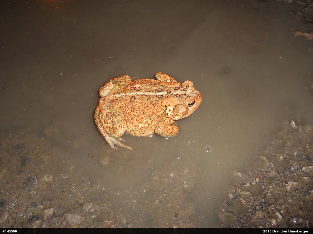 Eastern American Toad