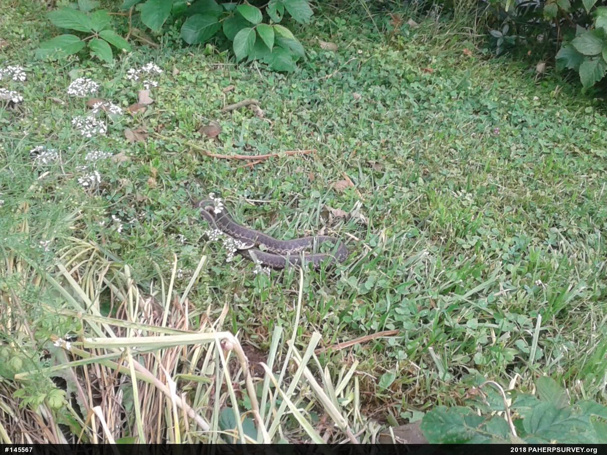 Eastern Gartersnake
