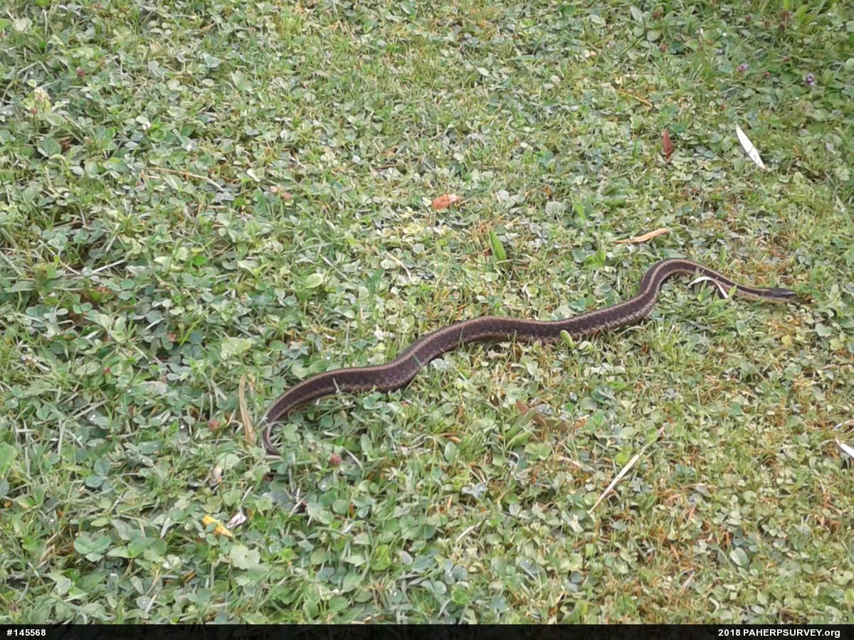 Eastern Gartersnake