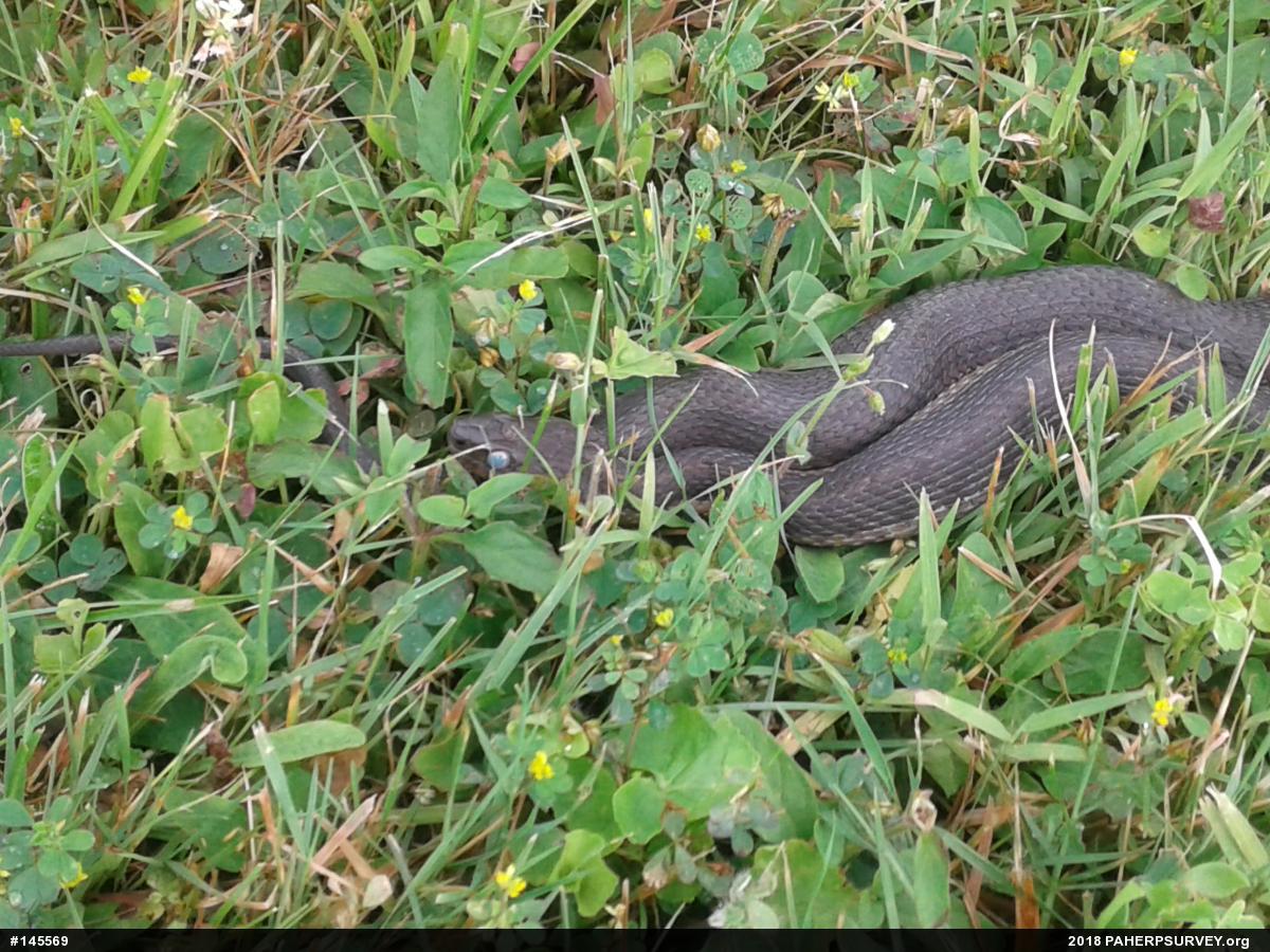 Eastern Gartersnake