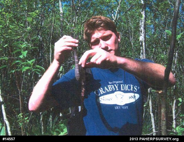 Northern Watersnake