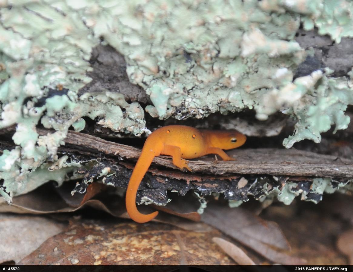 Red-spotted Newt