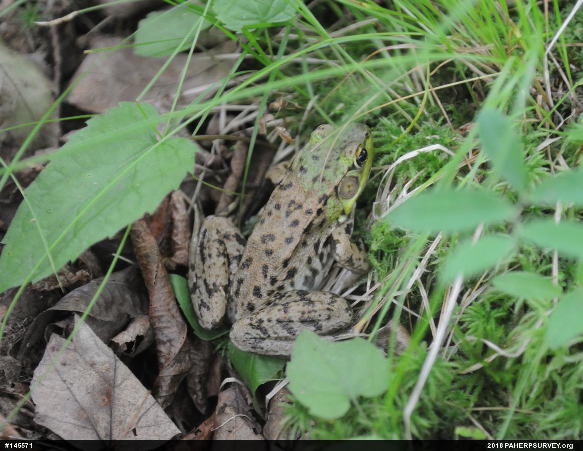 Green Frog