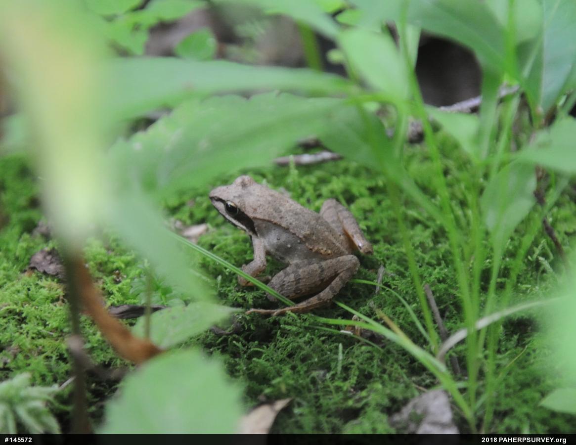 Wood Frog