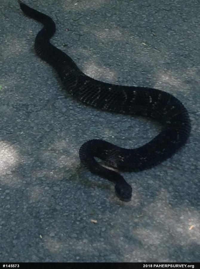 Timber Rattlesnake