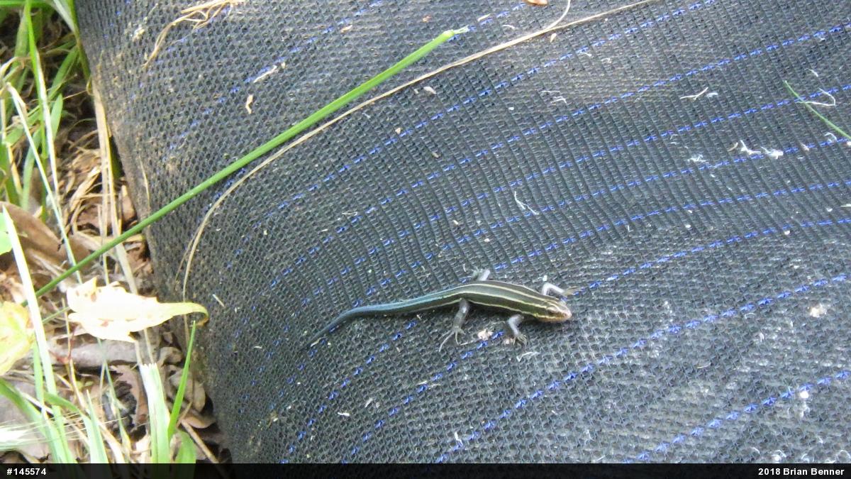 Common Five-lined Skink