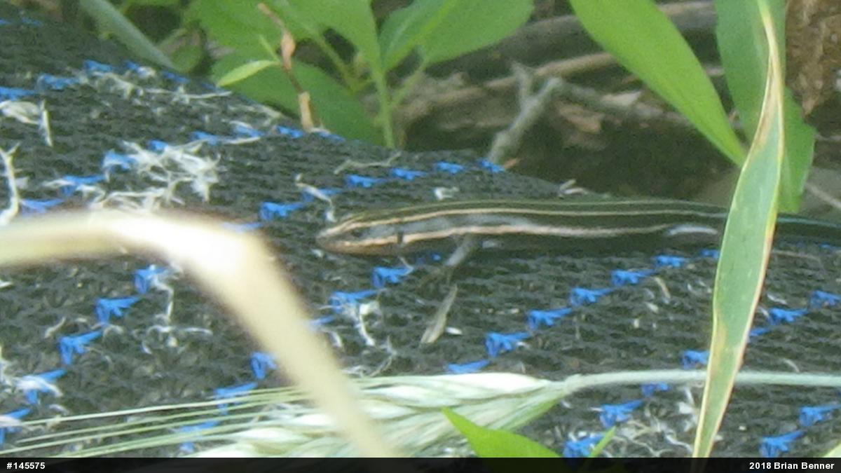 Common Five-lined Skink