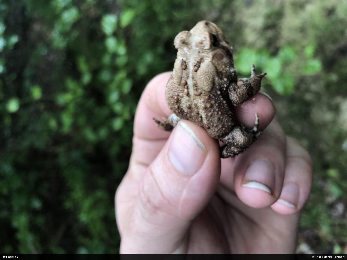 Eastern American Toad